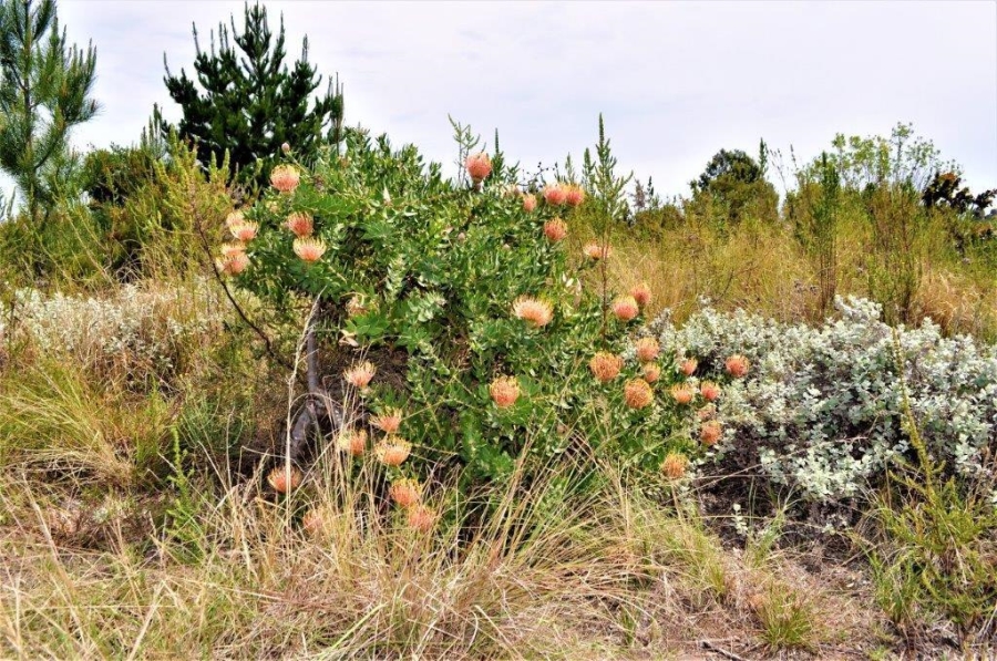 3 Bedroom Property for Sale in Plettenberg Bay Rural Western Cape